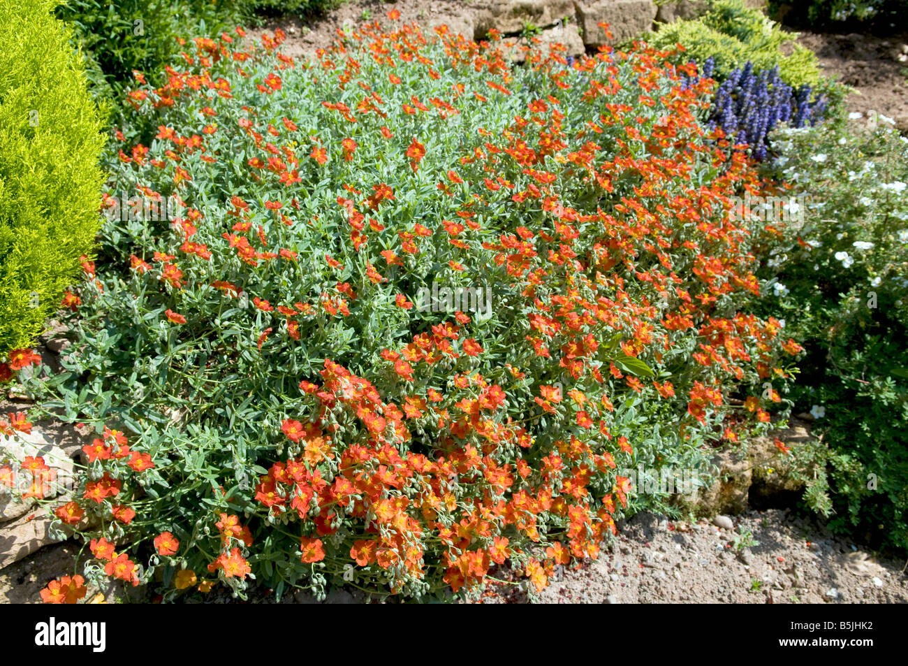 Helianthemum nummularium `Fire Dragon` Stock Photo